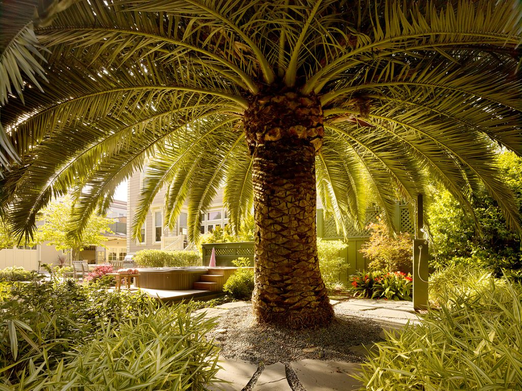 Overhanging fronds of the date palms were lifted off the ground to allow in light and air.