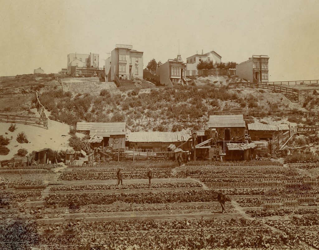 Chinese vegetable gardens near the intersection of Union and Pierce Streets, circa 1888