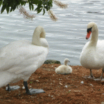 Swan-Family